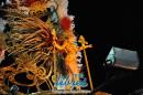 lbum de fotos de Carumb tercer noche de corso oficial