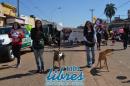 Fotografas del desfile 172 Aniversario de Paso de los Libres